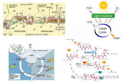 USABO竞赛考前急救包！USABO竞赛必考知识点笔记汇总，PDF高清版~